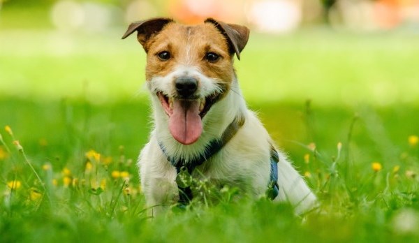 A picture of a Russel terrier sitting in the grass  