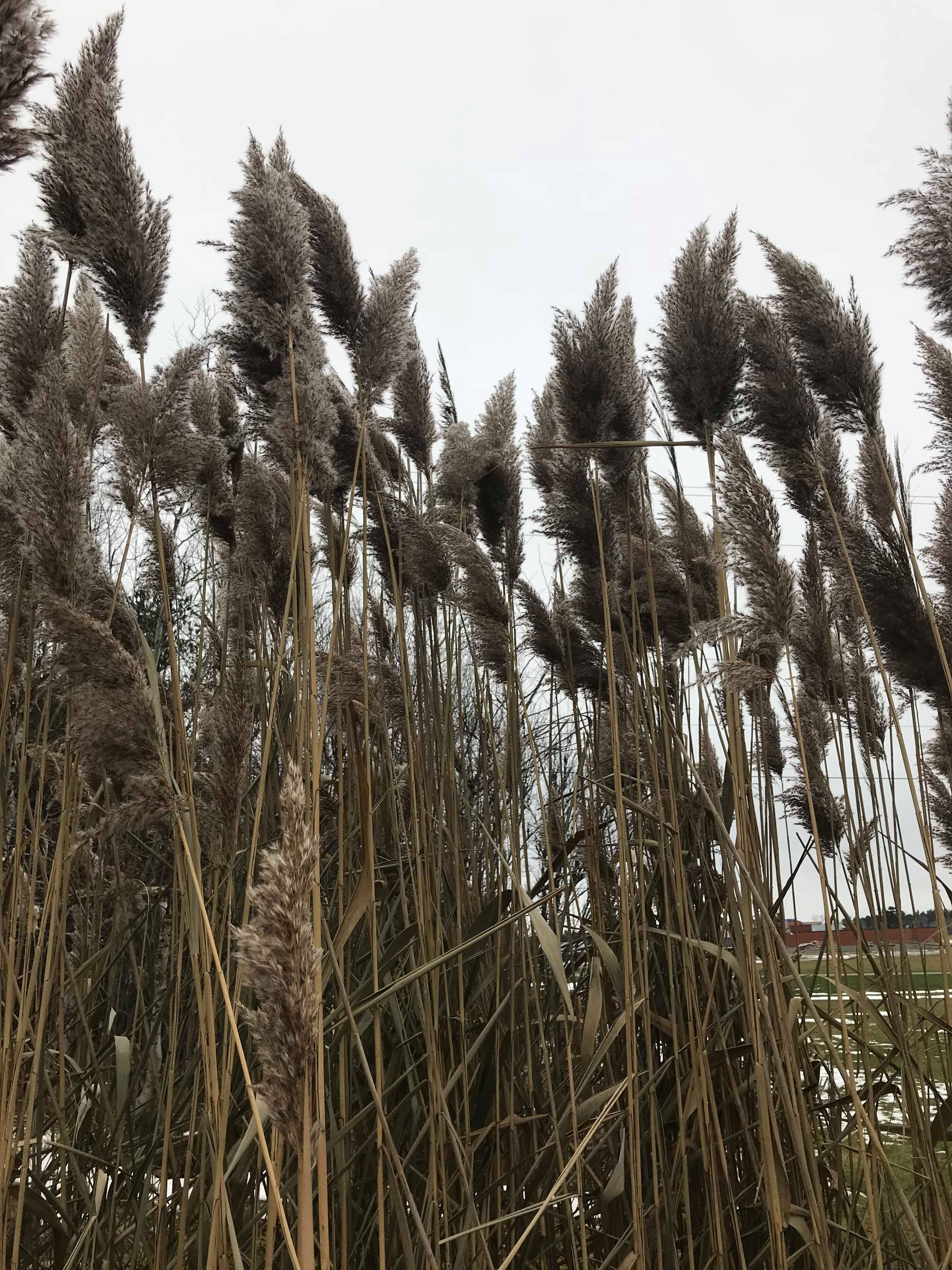 Picture of a invasive phragmite