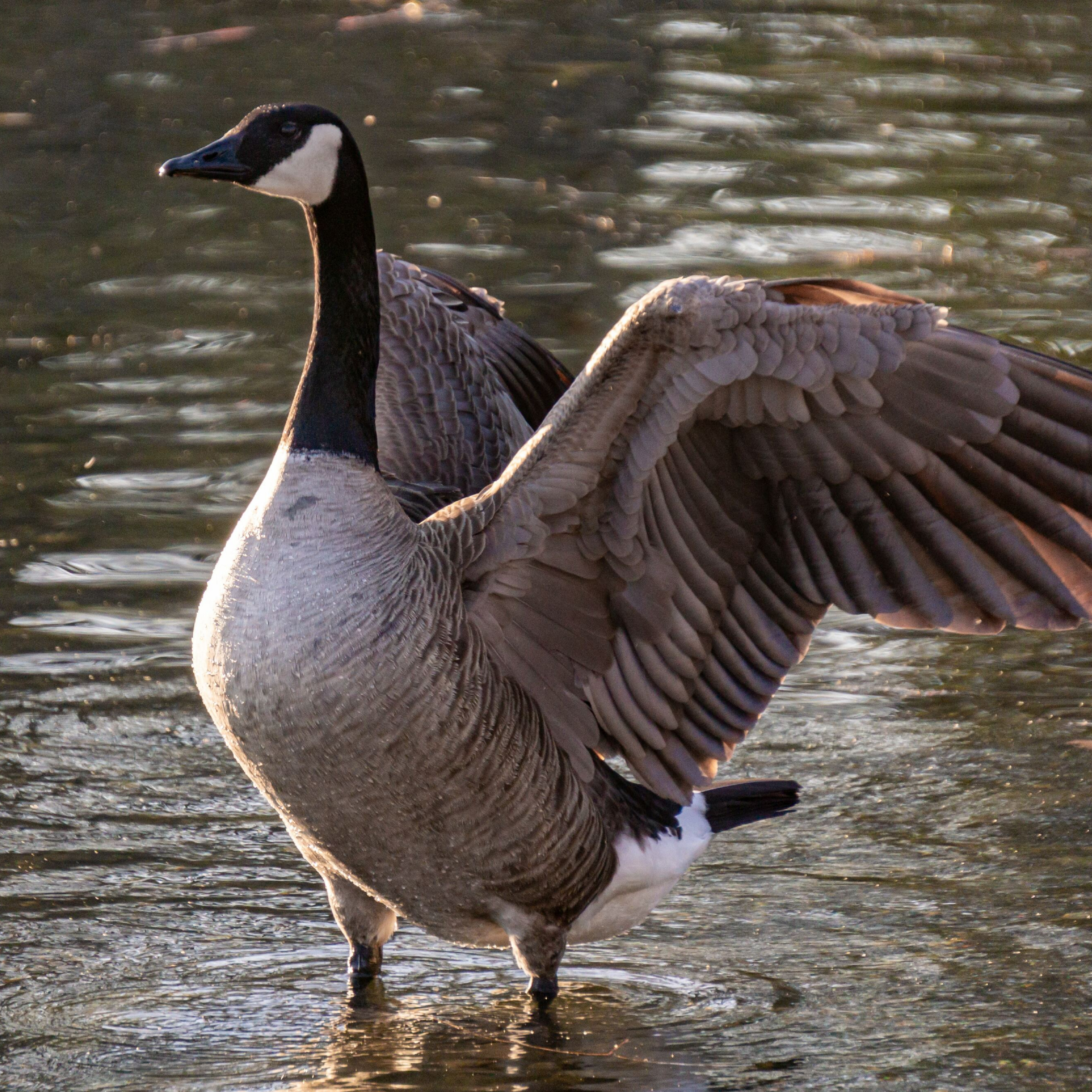 Picture of a Canadian Goose.
