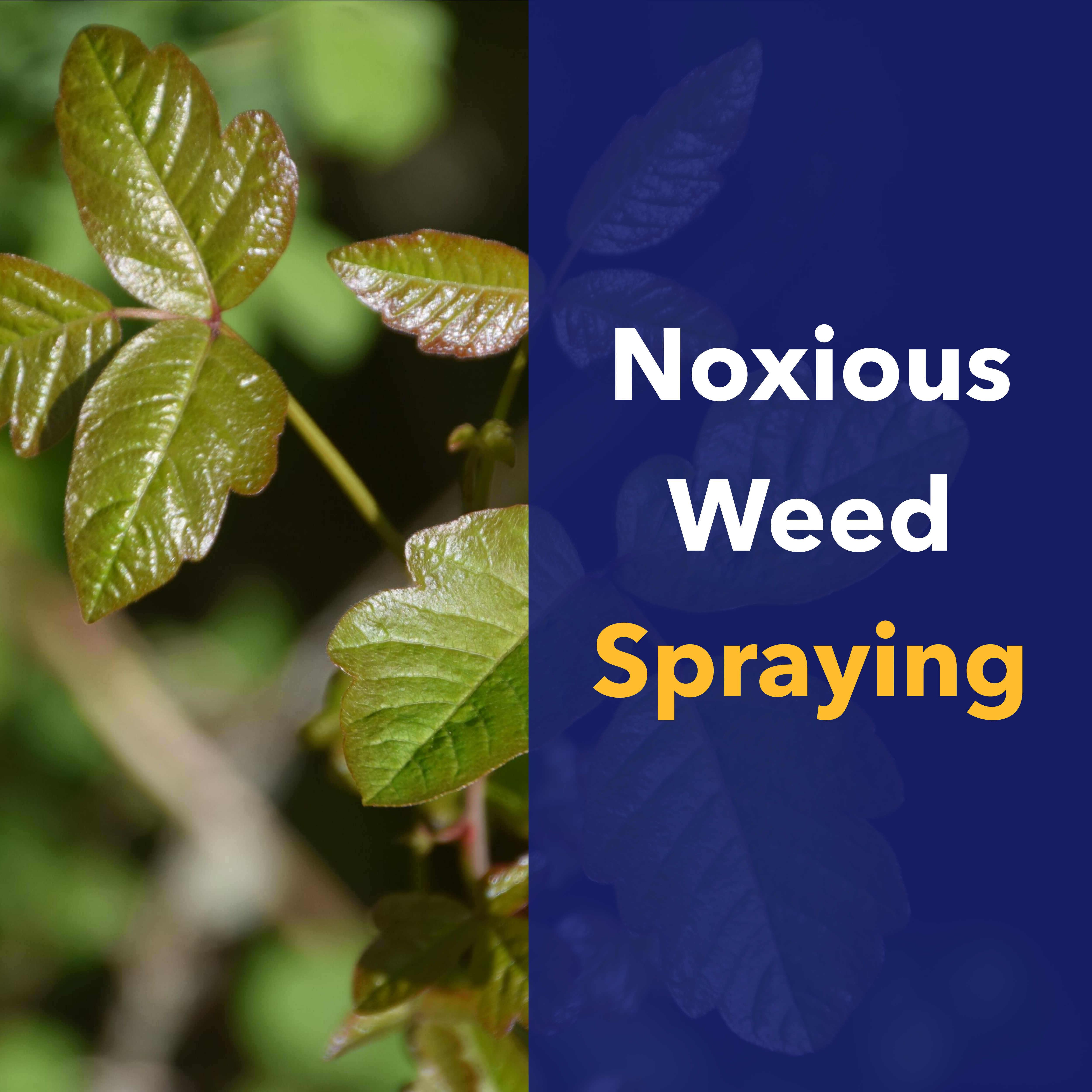 Picture of poison Ivy with a blue overlay that says 'noxious weed spraying.'