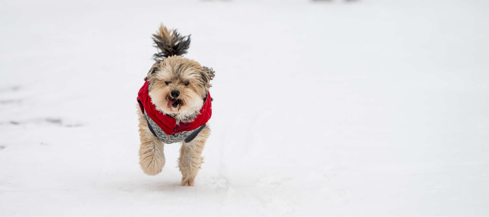 Dog running in the snow