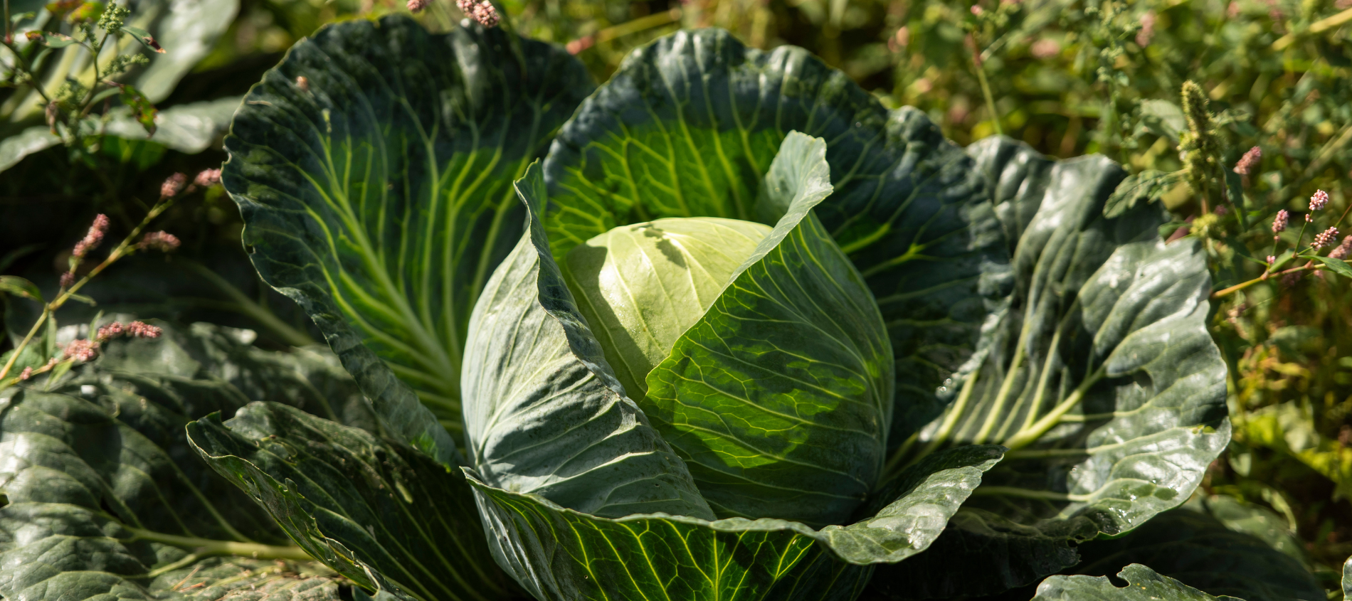 cabbage