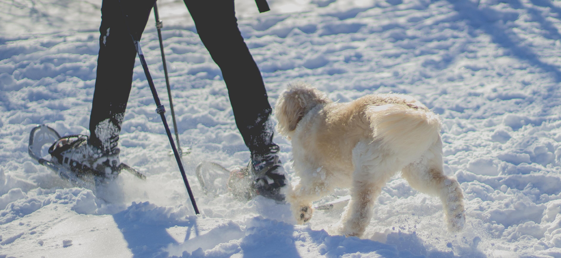 A person walking with a dog in the snow